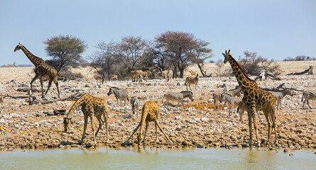 Fototapeta na wymiar Okaukeujo Waterhole with many animals drinking in the mid day sun - Etosha National Park, Namibia