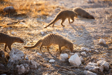 A family of Common Slender Mongoose - focus is on the central mongoose next to a small rock