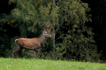 deer in the meadow in the morning sun