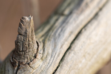 close up of an wooden log