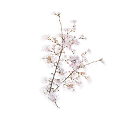 Fotobehang cherry blossoms on a transparent background © Adi sunu munarto