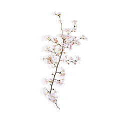 cherry blossoms on a transparent background