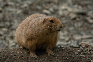 cute prairie dog curious watching