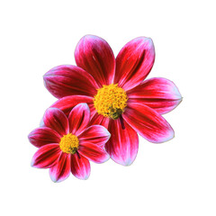 very beautiful and beautiful flowers with transparent background
