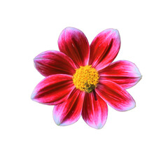 very beautiful and beautiful flowers with transparent background