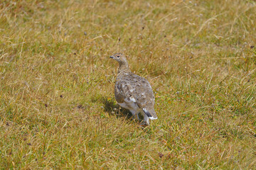 Wild Alps, fine art portrait of the rock ptarmigan female, Lagopus muta, grass background