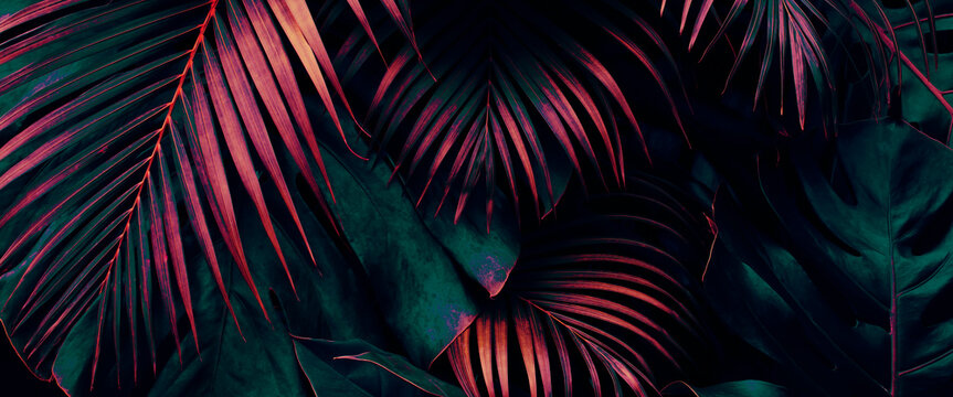 Fototapeta Tropical leaves, dark jungle background, color toned