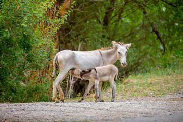 Donkey grazing on a green meadow. Herd of donkeys in the pasture, hardy animals in agriculture. Livestock in the mountains.