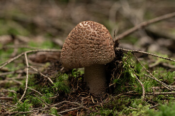 beautiful mushroom in the forest