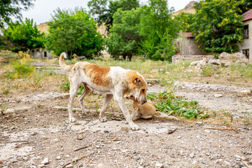 Abandoned animals on the streets of a ruined city, stray dogs near ruined houses. Destroyed and abandoned buildings of the city after the war, bombing, Apocalypse Dead city, ruins, evacuation.