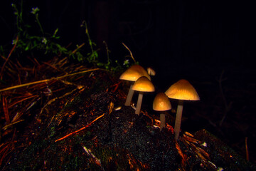 Waldpilz - High quality photo - Mushroom in the Forest - Photo Wallpaper