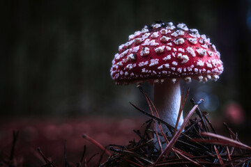 Autumn - Beautiful - Red Fly Agaric Mushroom in Forests - Amanita Muscaria - Toadstool - Close-Up -...