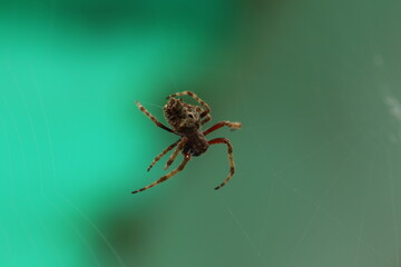 Spinne im Netz