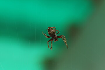 Spinne im Netz