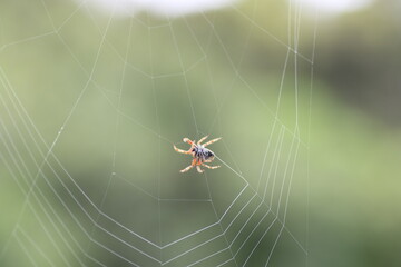 Spinne im Netz