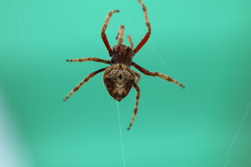 Spinne im Netz