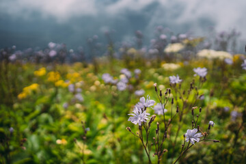 lilac flowers on a mountain meadow