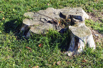 Old stump on green grass on a sunny day