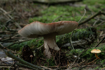 beautiful mushroom in the forest