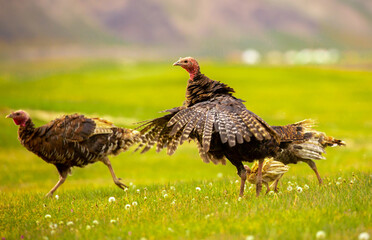 Turkeys walk on the grass in a green meadow in a pasture. Animal husbandry and agriculture in the mountains.