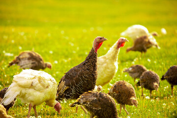 Turkeys walk on the grass in a green meadow in a pasture. Animal husbandry and agriculture in the mountains.