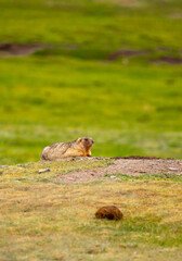 The marmot sits in the grass in the mountains, looks to the side, as if reading your text, studying, showing curiosity, interest. Copy space with place for text. Landscape with wild animals.