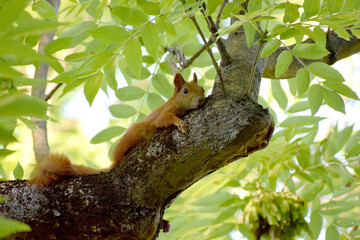 Squirrel in the park summer day