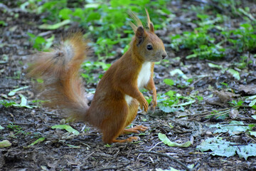 Naklejka na ściany i meble Squirrel in the park summer day