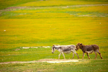 Donkey grazing on a green meadow. Herd of donkeys in the pasture, hardy animals in agriculture. Livestock in the mountains.