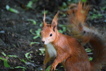 Squirrel in the park summer day