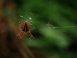 Garden spider in a cobweb macro close up shot 