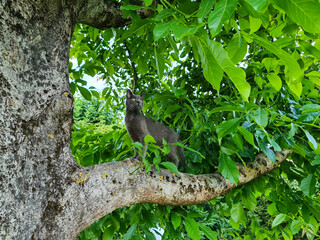 gray cat on tree
