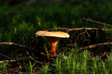 beautiful mushroom in the forest