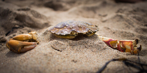 crab on the beach