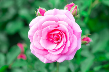 Pink roses in the garden. Floral summer background..