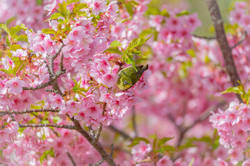 メジロと河津桜