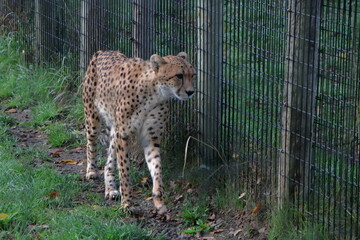 A Cheetah close-up in captivity
