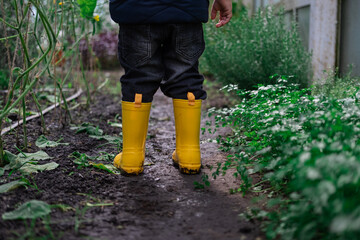 Small little boy wearing yellow rubber boots rainboots in greenhouse, exploring plants, kid walking...
