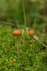 beautiful mushroom in the forest