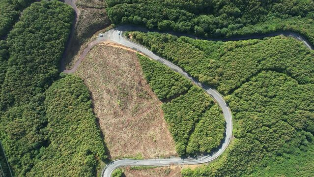 aerial road and forest