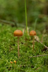 beautiful mushroom in the forest