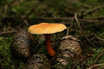 beautiful mushroom in the forest