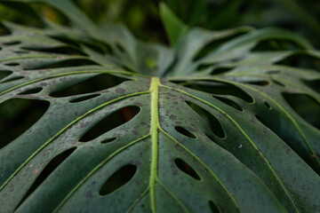 Fototapeta na wymiar Close up of Monstera leaf in the forest on Madeira island