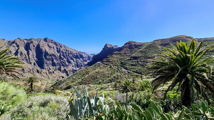 Palm tree with scenic view on narrow winding mountain road to remote village Masca, Teno mountain massif, Tenerife, Canary Islands, Spain, Europe. Massive steep rock formation Roque de la Fortaleza