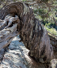 Ginepro fenicio, Juniperus phoenicea