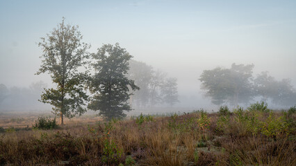 misty morning in the forest