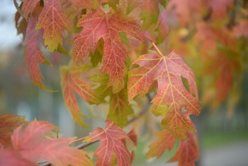 background of autumn yellow green leaves in autumn red maple leaves on the background of a sunny day, against the blue sky, branches of red maple leaves

