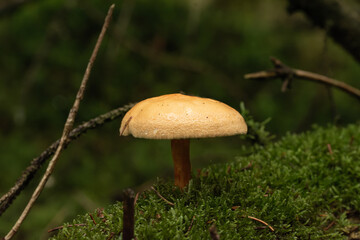 beautiful mushroom in the forest