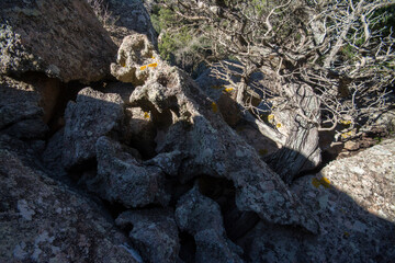 Juniperus phoenicea, ginepro fenicio