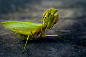 Portrait large green praying mantis attacking stance on a darck background